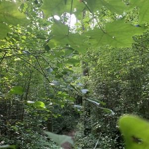 Meet your Posher, Rowan